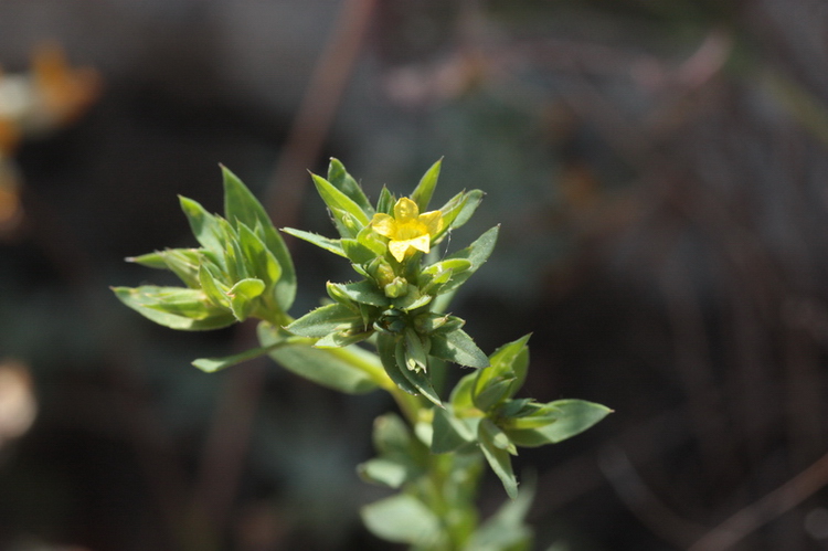 Linum strictum