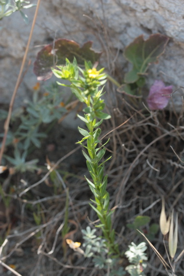 Linum strictum