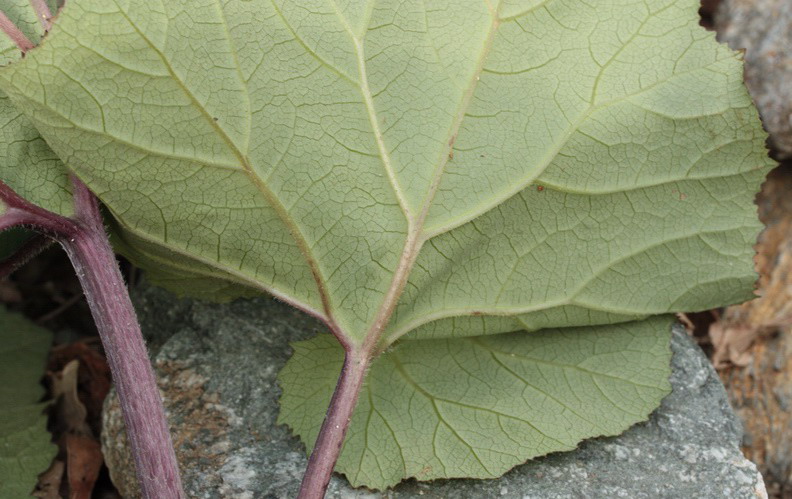 Piante a grandi foglie - Petasites hybridus