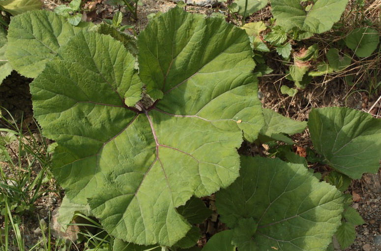 Piante a grandi foglie - Petasites hybridus