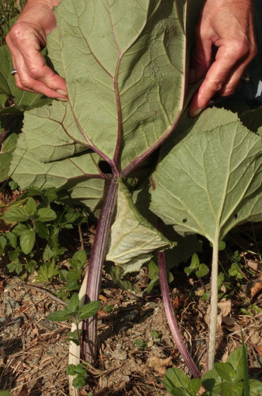 Piante a grandi foglie - Petasites hybridus