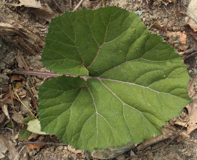 Piante a grandi foglie - Petasites hybridus