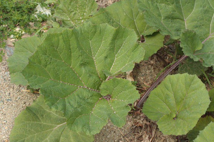 Piante a grandi foglie - Petasites hybridus