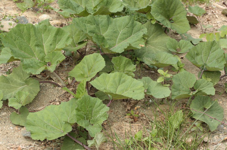 Piante a grandi foglie - Petasites hybridus