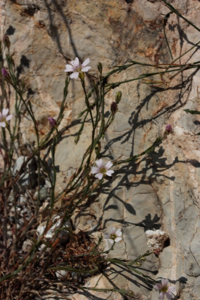 Petrorhagia saxifragra