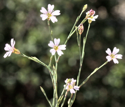 Petrorhagia saxifragra