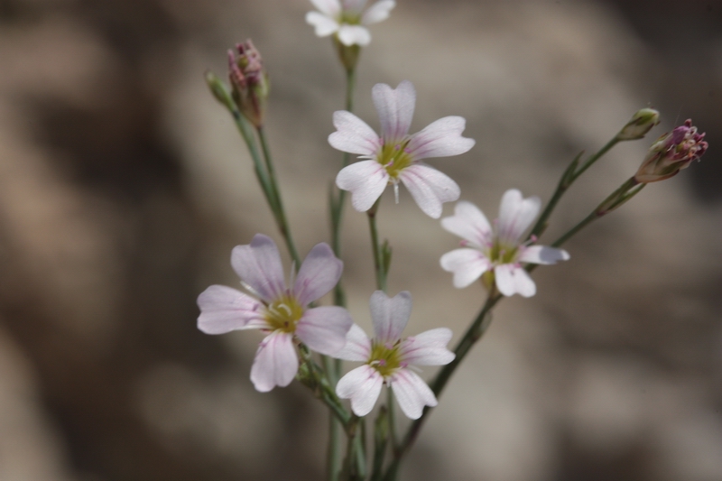 Petrorhagia saxifragra