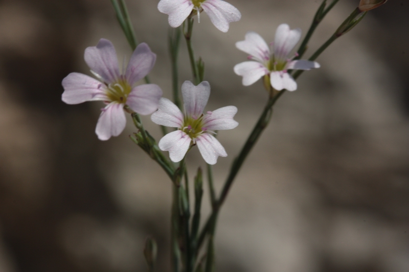 Petrorhagia saxifragra