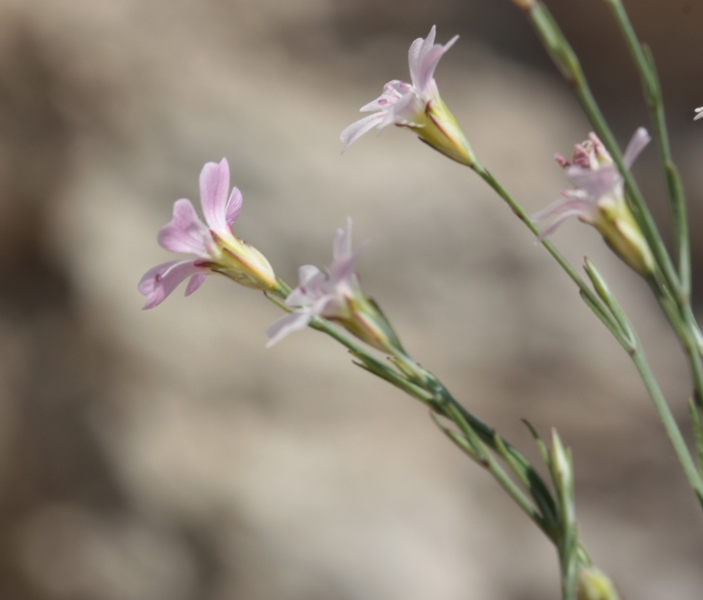 Petrorhagia saxifragra