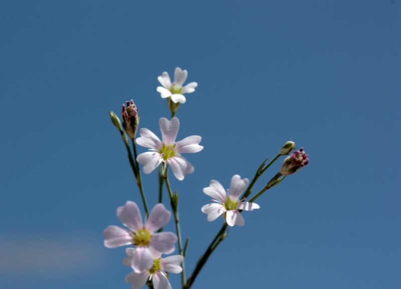 Petrorhagia saxifragra