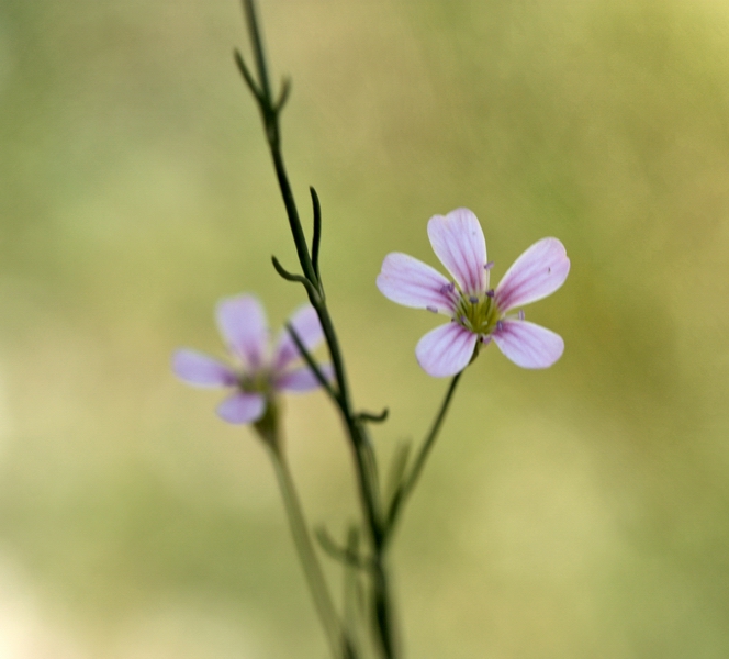 Petrorhagia saxifragra