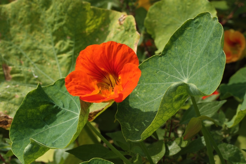 Tropaeolum majus