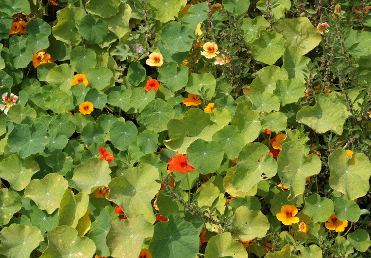 Tropaeolum majus