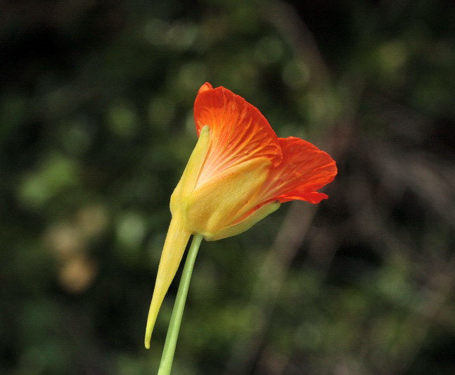 Tropaeolum majus