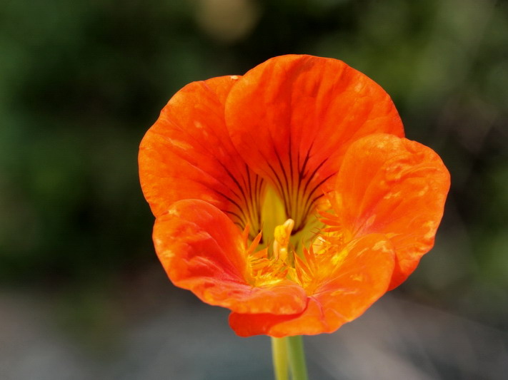 Tropaeolum majus