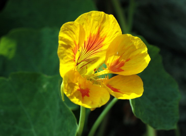 Tropaeolum majus