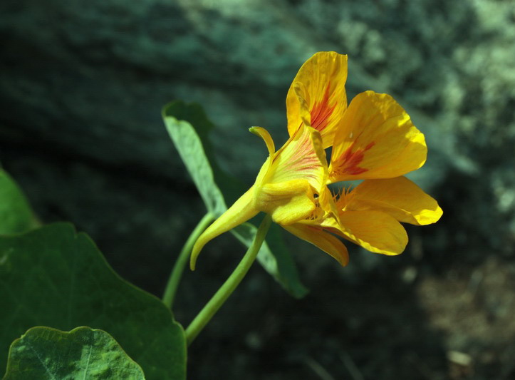 Tropaeolum majus