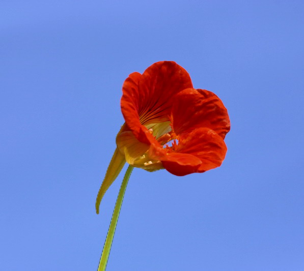 Tropaeolum majus