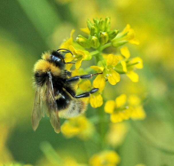 Barbarea vulgaris