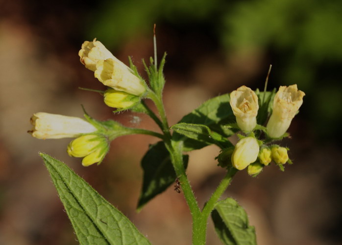 Symphytum bulbosum