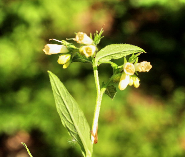 Symphytum bulbosum