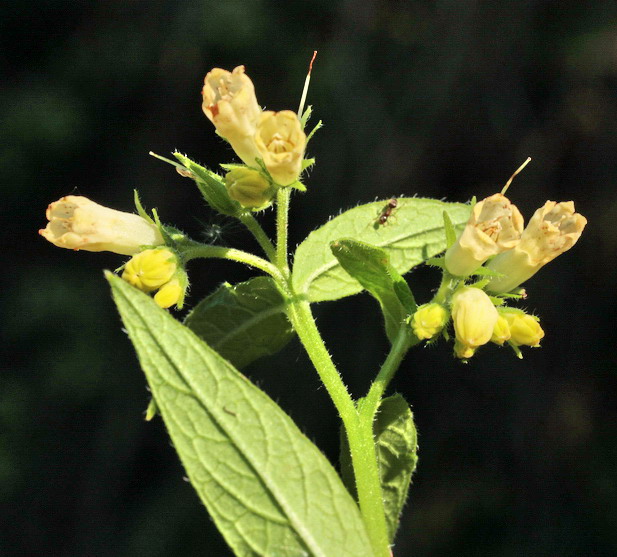 Symphytum bulbosum