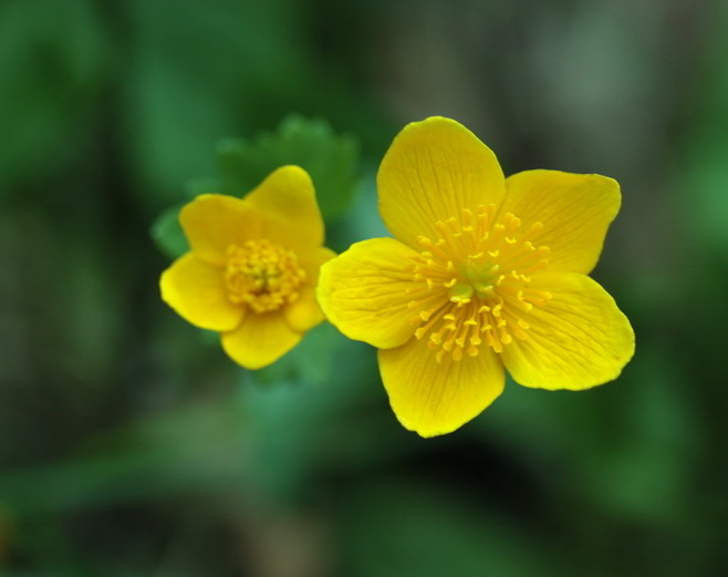 Caltha palustris