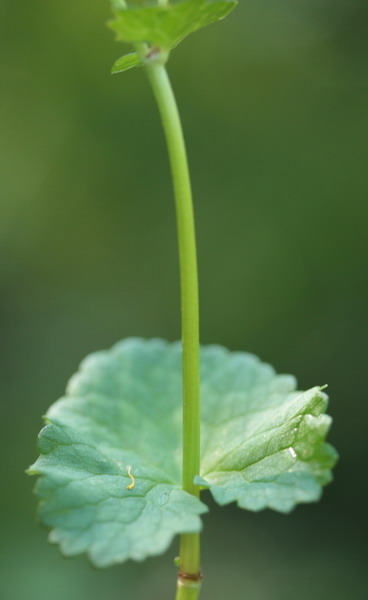 Caltha palustris