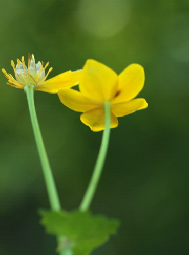 Caltha palustris