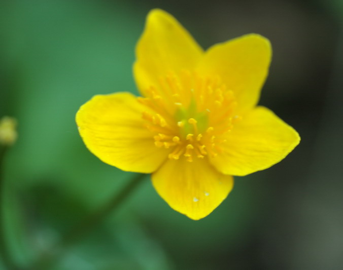 Caltha palustris