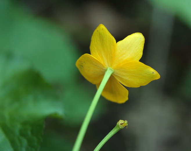 Caltha palustris