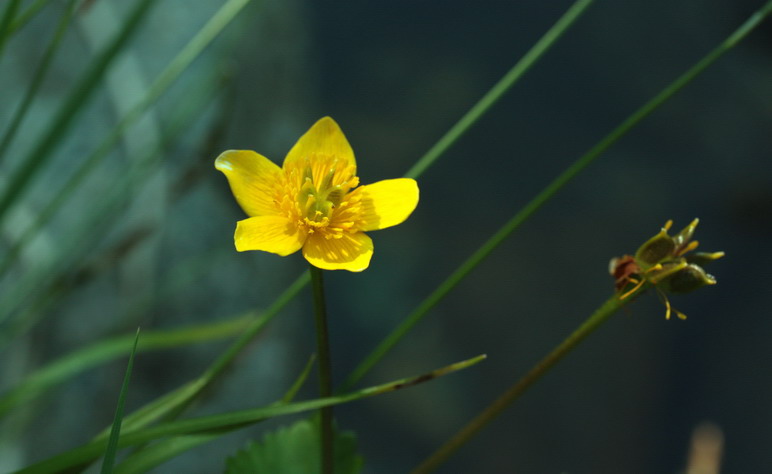 Caltha palustris