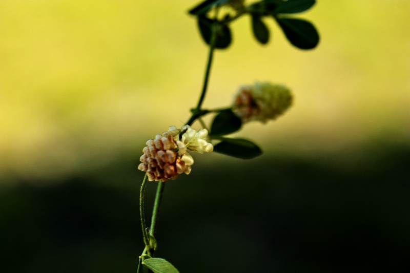 Trifolium campestre