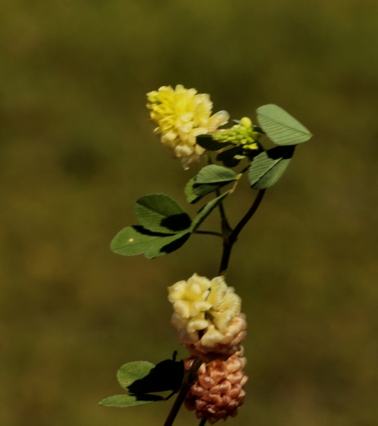 Trifolium campestre