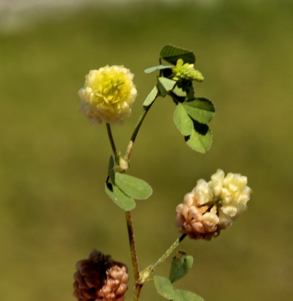 Trifolium campestre