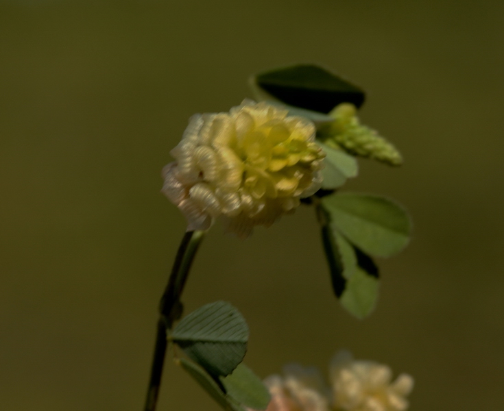 Trifolium campestre