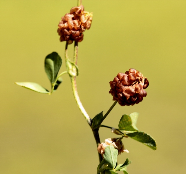 Trifolium campestre