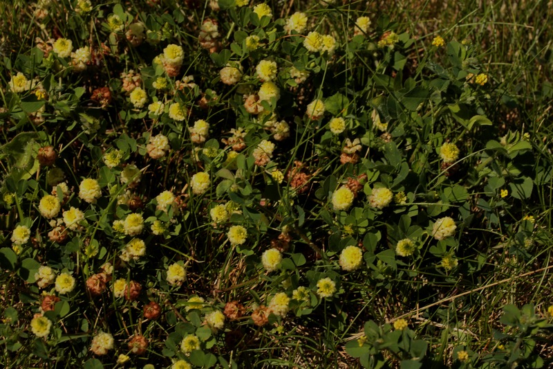 Trifolium campestre