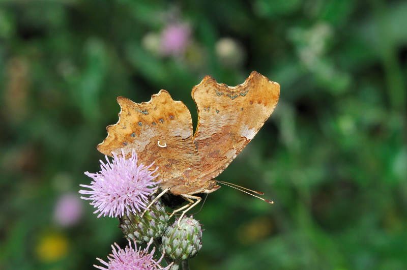 aiole per farfalle