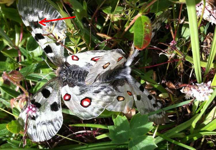 Accoppiamento Parnassius apollo