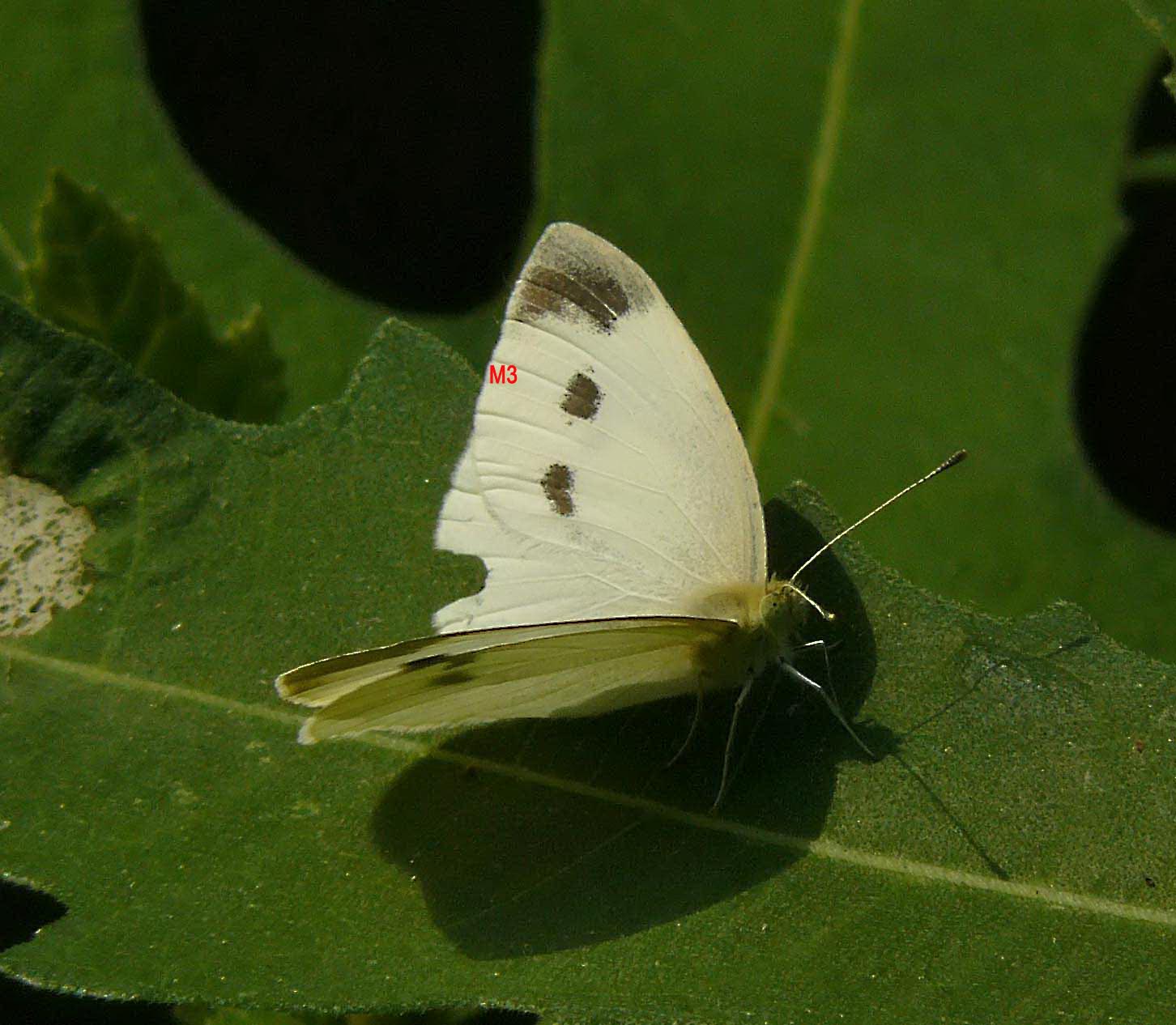 Pieris manii f ??