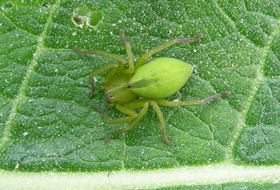 Micrommata ligurina