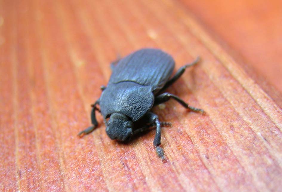 Tenebrionidae da identificare (Dendarus sp.?)