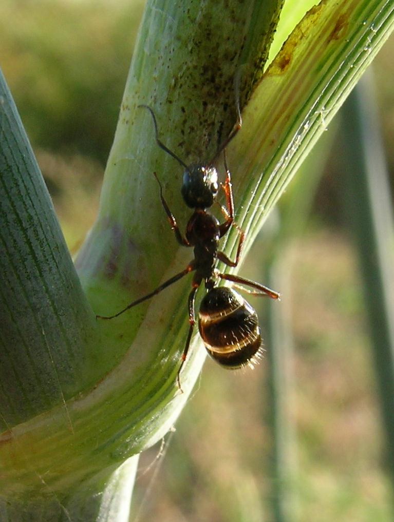 Operaia di Camponotus cfr aethiops gonfia di melata