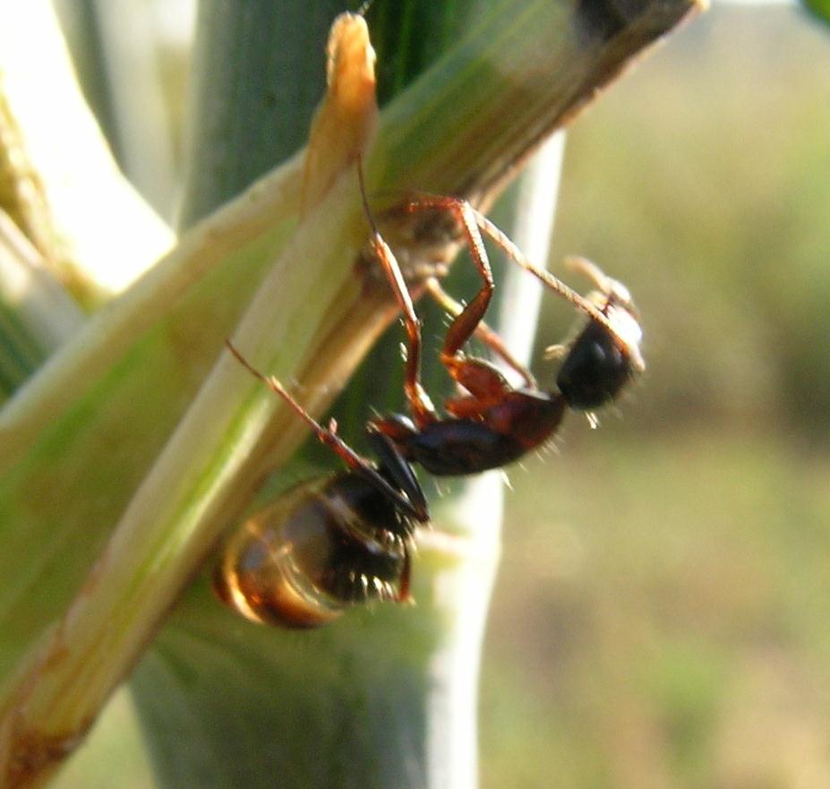 Operaia di Camponotus cfr aethiops gonfia di melata