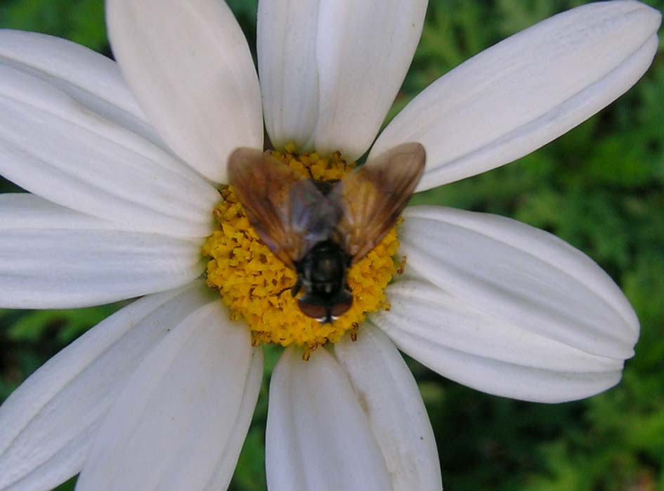 Phasia obesa (Tachinidae)