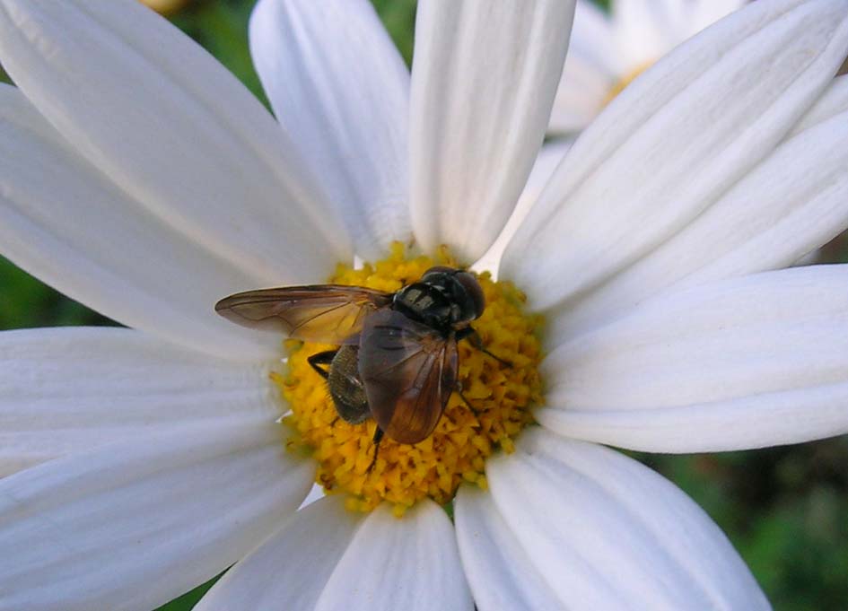 Phasia obesa (Tachinidae)