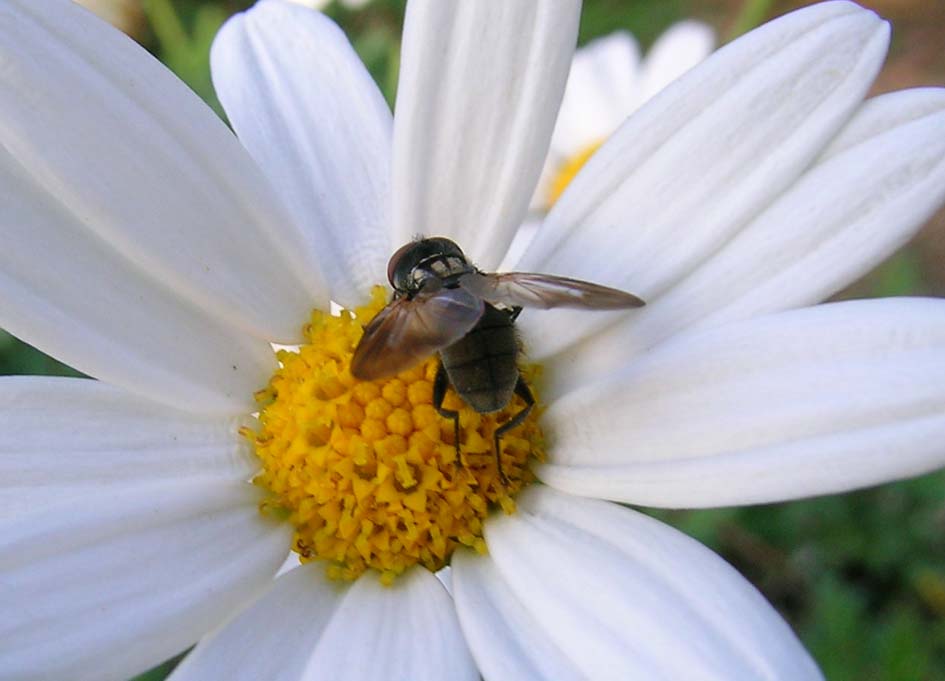 Phasia obesa (Tachinidae)