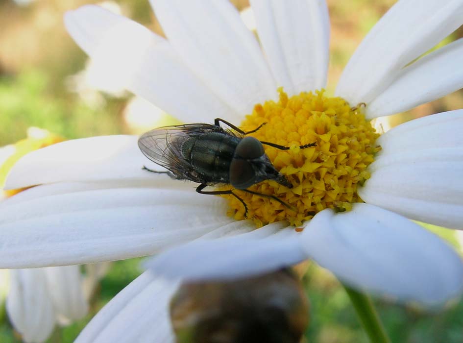 Stomorhina lunata