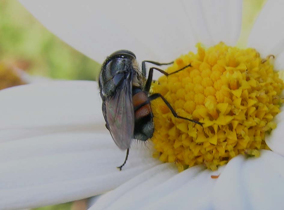 Stomorhina lunata